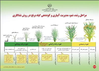 پوستر مراحل رشد، نمو، مدیریت آبیاری و گوددهی گیاه برنج توسط مركز هراز تهیه و به ثبت رسید